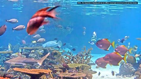 baltimore aquarium webcam live